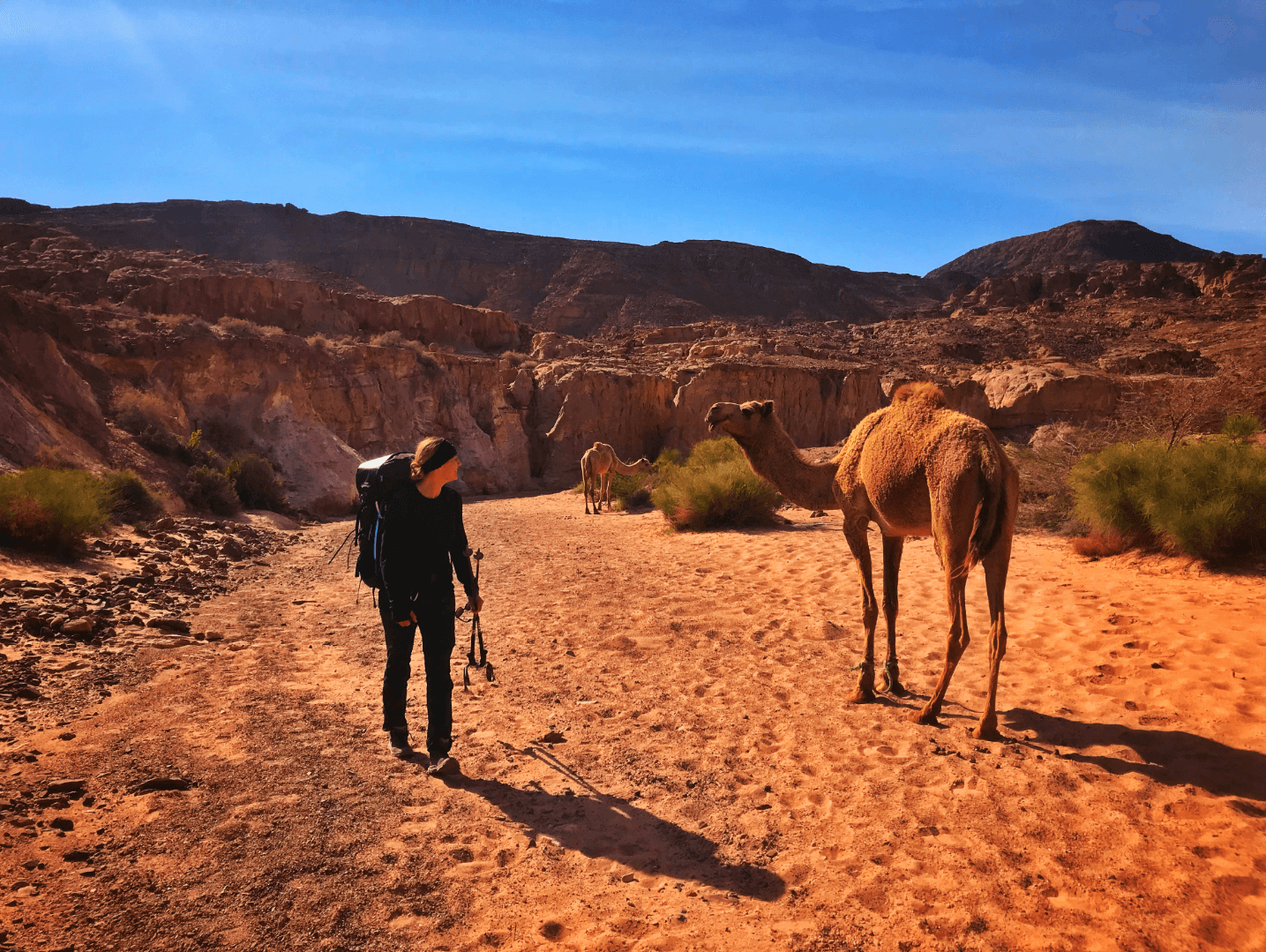 Kameel in wadi Kameel in wadi