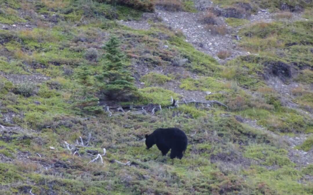 Bear in mind: hiken met beren