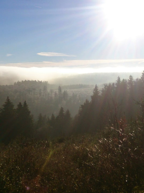 berg-zon-bomen